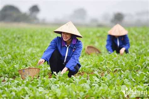  Bạo Loạn Mińska 1788: Cuộc Khởi Nghĩa Nông Dân Và Phong Trào Cải Cách ở Brazil